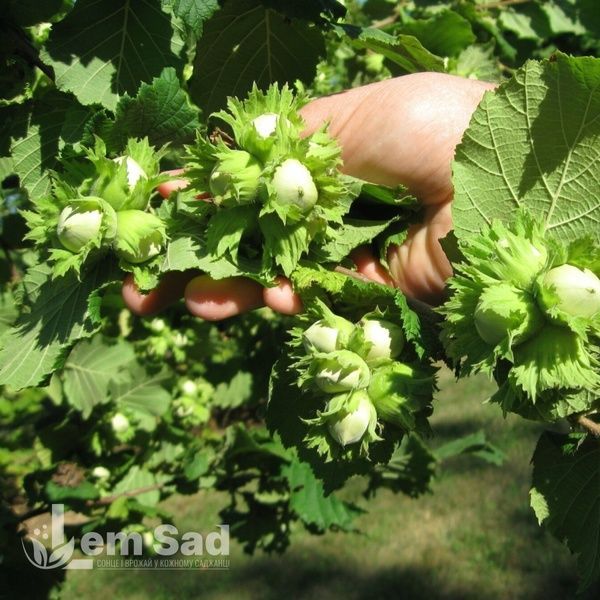 Фундук (ліщина) 10098 фото