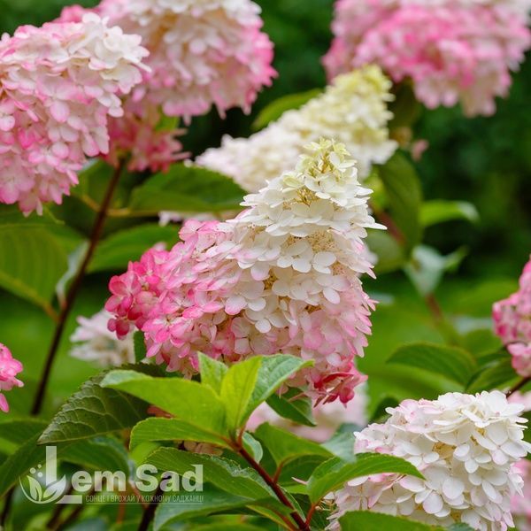 Гортензія волотиста Конфетті (Hydrangea paniculata Confetti) 20391 фото