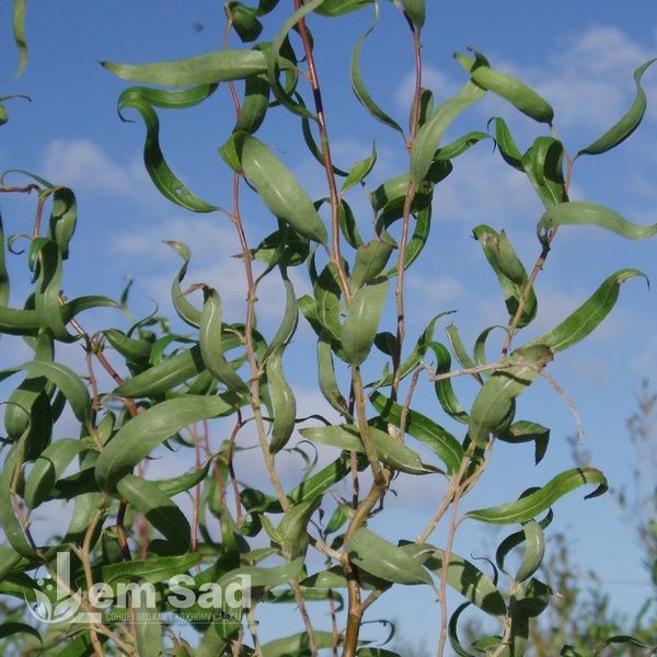 Ива золотистая Эритрофлексуоза (Salix sepulcralis Erythroflexuosa) 20251 фото