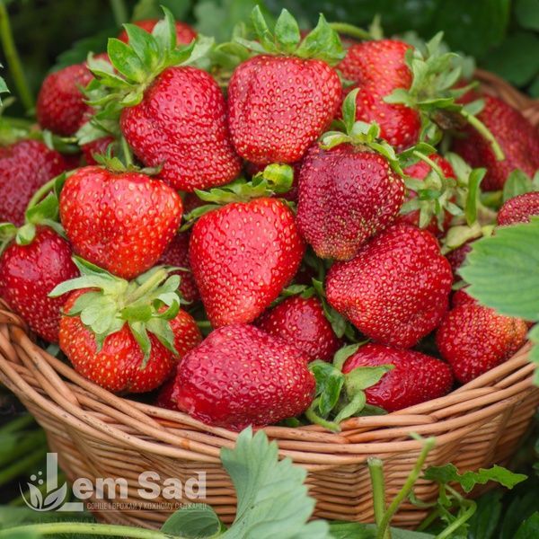 Полуниця великоплідна Брілла (Fragaria &times; ananassa Brilla) 30017 фото