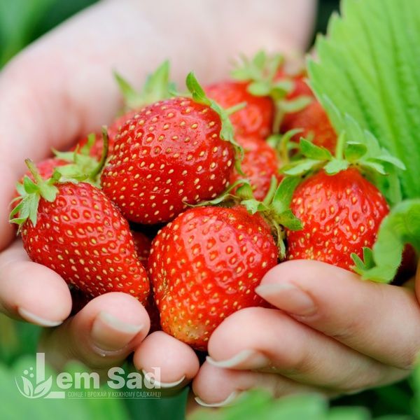 Полуниця великоплідна Брілла (Fragaria &times; ananassa Brilla) 30017 фото