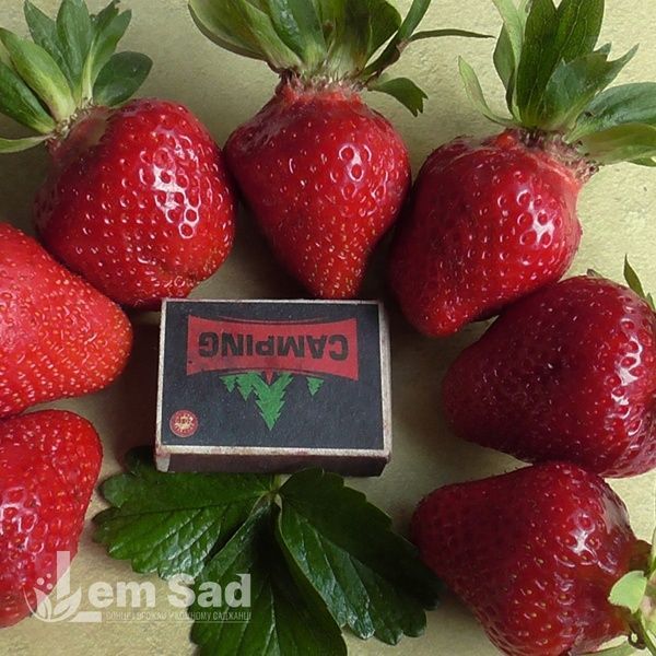 Полуниця Клодія (Fragaria ananassa Clodia) 30033 фото