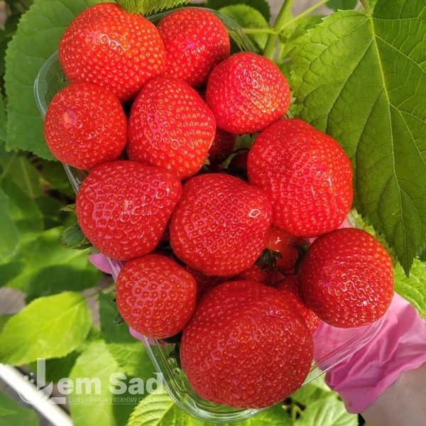 Полуниця Клодія (Fragaria ananassa Clodia) 30033 фото