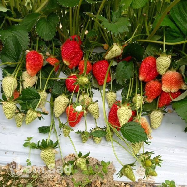 Полуниця Клодія (Fragaria ananassa Clodia) 30033 фото