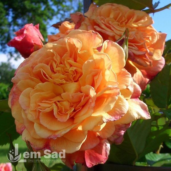 Троянда плетиста Алоха (Rosa Aloha) 50213 фото