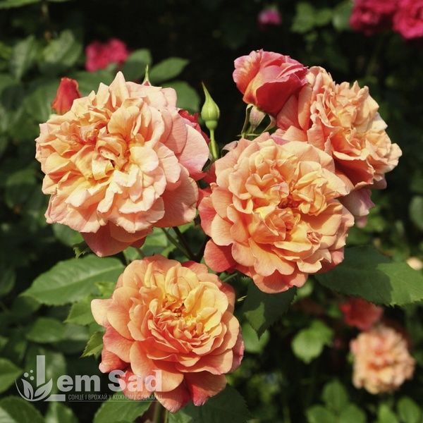 Троянда плетиста Алоха (Rosa Aloha) 50213 фото