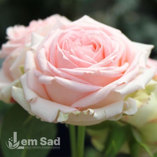 Роза чайно-гибридная Фирст Леди (Rosa First Lady) 50009 фото