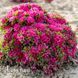Азалія японська Даймонд Замелроуз (Azalea japonica Diamond Zamelrose) 20092 фото 1