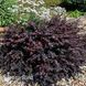 Барбарис Тунберга Діп Перпл (Berberis thunbergii Deep Purple) 20142 фото 1