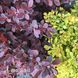 Барбарис Тунберга Діп Перпл (Berberis thunbergii Deep Purple) 20142 фото 2