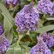 Буддлея Літл Рокстарс Блу (Buddleja davidii Little Rockstars Blue) 20201 фото 2