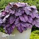 Гейхера Пінк Пантер (Heuchera Pink Panther) 20292 фото 1