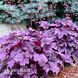 Гейхера Пінк Пантер (Heuchera Pink Panther) 20292 фото 2