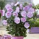 Гібіскус сирійський Лавендер Шифон (Hibiscus syriacus Lavender Chiffon) 20325 фото 1