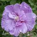 Гібіскус сирійський Лавендер Шифон (Hibiscus syriacus Lavender Chiffon) 20325 фото 2