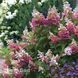 Гортензія волотиста Конфетті (Hydrangea paniculata Confetti) 20391 фото 1