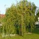 Ива золотистая Эритрофлексуоза (Salix sepulcralis Erythroflexuosa) 20251 фото 1