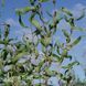 Ива золотистая Эритрофлексуоза (Salix sepulcralis Erythroflexuosa) 20251 фото 2