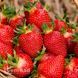 Полуниця великоплідна Брілла (Fragaria &times; ananassa Brilla) 30017 фото 1