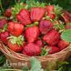 Полуниця великоплідна Брілла (Fragaria &times; ananassa Brilla) 30017 фото 3