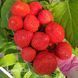 Полуниця Клодія (Fragaria ananassa Clodia) 30033 фото 3