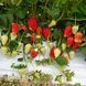 Полуниця Клодія (Fragaria ananassa Clodia) 30033 фото 2