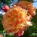 Троянда плетиста Алоха (Rosa Aloha) 50213 фото 3
