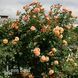 Троянда плетиста Алоха (Rosa Aloha) 50213 фото 1