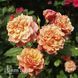 Троянда плетиста Алоха (Rosa Aloha) 50213 фото 2