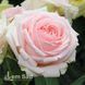 Роза чайно-гибридная Фирст Леди (Rosa First Lady) 50009 фото 1