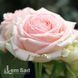 Роза чайно-гибридная Фирст Леди (Rosa First Lady) 50009 фото 2