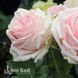 Роза чайно-гибридная Фирст Леди (Rosa First Lady) 50009 фото 3