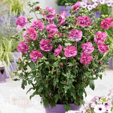 Гібіскус сирійський Маджента Шифон (Hibiscus syriacus Magenta Chiffon) 20326 фото