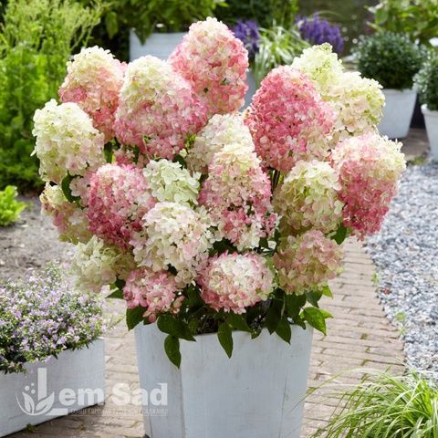 Гортензия метельчатая Даймонд Руж (Hydrangea paniculata Diamant Rouge) 20392 фото