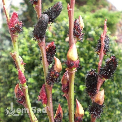 Верба тонкостовбурна Меланостахіс (Salix gracilistyla Melanostachys) 20252 фото