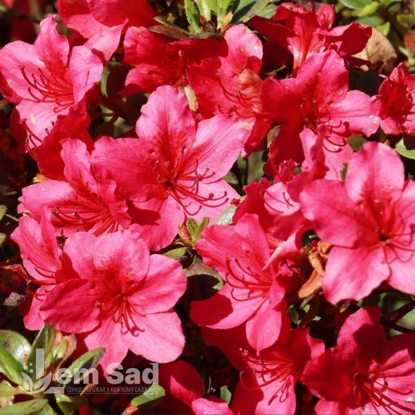 Азалія японська Драпа (Azalea japonica Drapa) 20093 фото