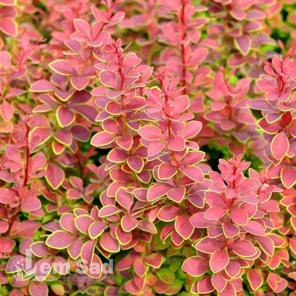 Барбарис Тунберга Десперадос (Berberis thunbergii Desperados) 20143 фото
