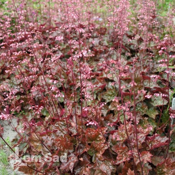 Гейхера Рейчел (Heuchera Rachel) 20293 фото