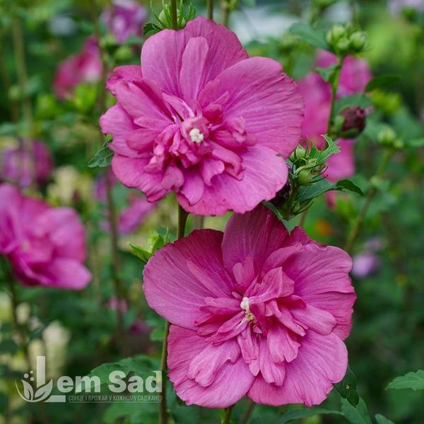 Гібіскус сирійський Маджента Шифон (Hibiscus syriacus Magenta Chiffon) 20326 фото