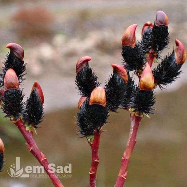 Ива тонкоствольная Меланостахис (Salix gracilistyla Melanostachys) 20252 фото