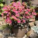 Азалія японська Драпа (Azalea japonica Drapa) 20093 фото 1