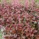 Гейхера Рейчел (Heuchera Rachel) 20293 фото 2
