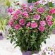 Гібіскус сирійський Маджента Шифон (Hibiscus syriacus Magenta Chiffon) 20326 фото 1