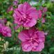 Гібіскус сирійський Маджента Шифон (Hibiscus syriacus Magenta Chiffon) 20326 фото 2
