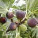 Інжир Муассон (Кримський чорний) 10099 фото 1