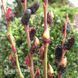 Ива тонкоствольная Меланостахис (Salix gracilistyla Melanostachys) 20252 фото 1