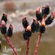 Ива тонкоствольная Меланостахис (Salix gracilistyla Melanostachys) 20252 фото 2