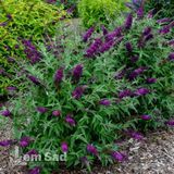 Буддлея Маджента Манчкін (Buddleja davidii Magenta Munchkin) 20203 фото