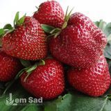 Клубника крупноплодная поздняя Мальвина (Fragaria &times; ananassa Malwina) 30019 фото