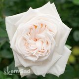 Троянда чайно-гібридна Вайт Охара (White O'Hara) 50056 фото